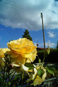 Farbenprächtige Rose vor bewegtem Augsburger Sommerhimmel in der Kleingartenanlage Uhlandstraße.